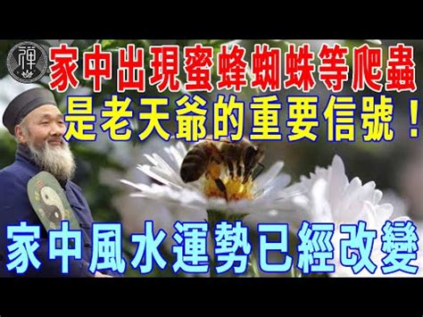 家裏出現大蜘蛛|【家裡出現很多蜘蛛】家裡出現很多蜘蛛有什麼寓意？。